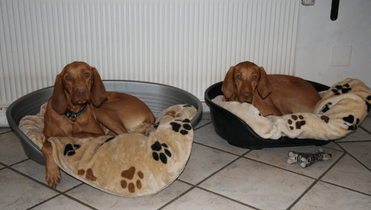 Phoebe und Bane haben wir schon seit 2007 bei uns im Büro!
