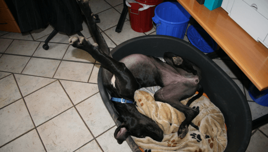 So schläft unsere tiefenentspannte Dogge Pearl - Nicht aus der Ruhe zu bringen