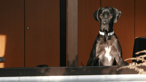 Auf den Hund gekommen - Vierbeiner im Büro