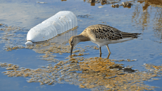 Bad Effects Of Drinking Excess Water Bad Effects Of Drinking Excess Water